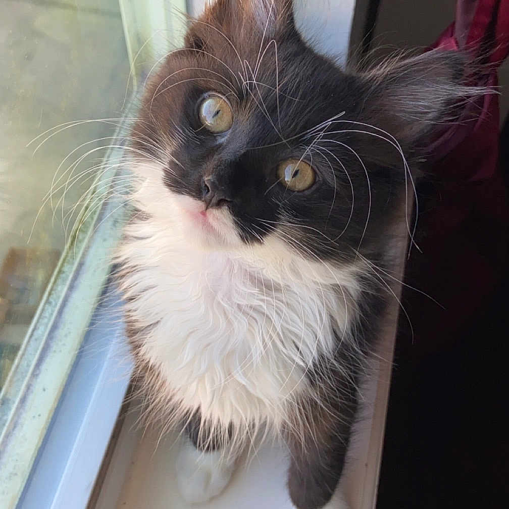 Boots is registered to the contest to win money with this photo: black_and_white, cat, close_up, curious, cute, domestic_animal, feline, fluffy, golden_eyes, indoor, kitten, looking_up, natural_light, pet, portrait, soft_fur, whiskers, window, windowsill, young