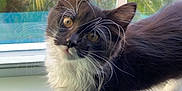 Boots is registered to the contest to win money with this photo: cat, kitten, black_and_white, whiskers, window, windowsill, indoor, pet, curious, young_cat, feline, animal, greenery, plants, blurred_background, domestic_cat, cute, soft_fur, looking_up, sunlight