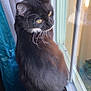 Boots joined the competition — help win amazing prizes! cat, black_cat, yellow_eyes, window, windowsill, whiskers, curtains, indoor, pet, feline, fur, reflection, natural_light, animal, looking_out, domestic_cat, side_view, long_fur, quiet, calm