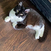 Boots joined the competition — help win amazing prizes! cat, black_and_white, fluffy, yellow_eyes, wooden_floor, furniture, pet, indoor, curious, lying_down, whiskers, tail, ears, fur, domestic_animal, cute, relaxed, animal, mammal, companion