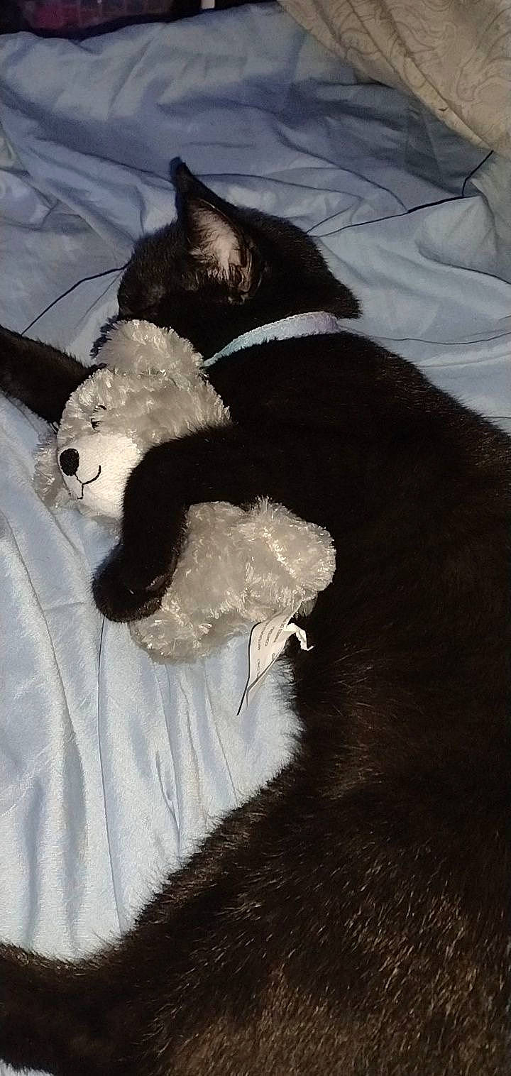 Mia joined the competition — help win amazing prizes! art, black_cat, carmine, carnivore, cat, claw, comfort, dog_breed, domestic_short_haired_cat, felidae, foot, formal_wear, fur, paw, small_to_medium_sized_cats, snout, tail, terrestrial_animal, whiskers, working_animal