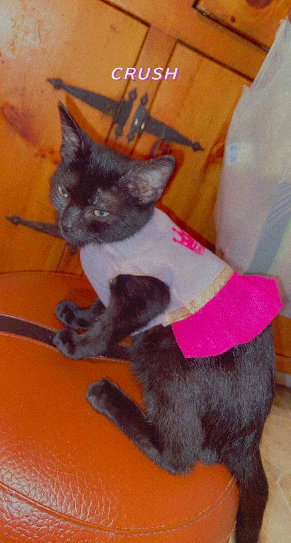 Mia joined the competition — help win amazing prizes! black_cat, bow_tie, carnivore, cat, cat_supply, cat_toy, claw, collar, dog_supply, domestic_short_haired_cat, fawn, felidae, fur, grey, paw, pet_supply, small_to_medium_sized_cats, tail, terrestrial_animal, whiskers