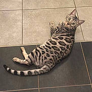 Léo participe au concours pour gagner de l'argent avec cette photo : cat, animal, pet, spotted, tabby, lying_down, floor, tile, indoor, curious, looking, tail, whiskers, ears, striped_tail, relaxed, domestic_cat, feline, patterned_fur, resting