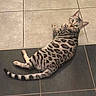 cat, animal, pet, spotted, tabby, lying_down, floor, tile, indoor, curious, looking, tail, whiskers, ears, striped_tail, relaxed, domestic_cat, feline, patterned_fur, resting
