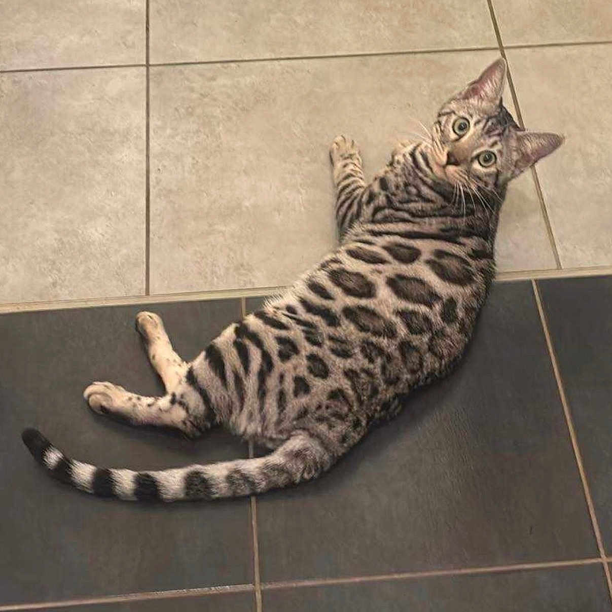Léo