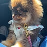 adorable, animal, brown_fur, car_interior, closeup, companion, cute, dog, domestic_animal, fluffy, furry, harness, leash, pet, portrait, puppy, seated, small_dog, sunlight, young_dog