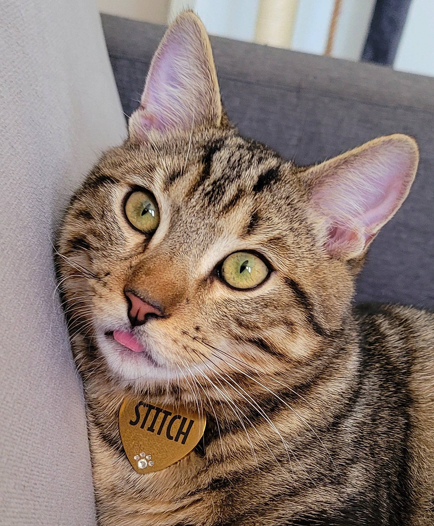 Stitch a rejoint le concours — aidez-le/la à gagner de superbes lots ! art, carnivore, cat, domestic_short_haired_cat, felidae, fur, grass, head, photo_caption, rectangle, small_to_medium_sized_cats, snout, terrestrial_animal, vertebrate, whiskers, wildlife, window