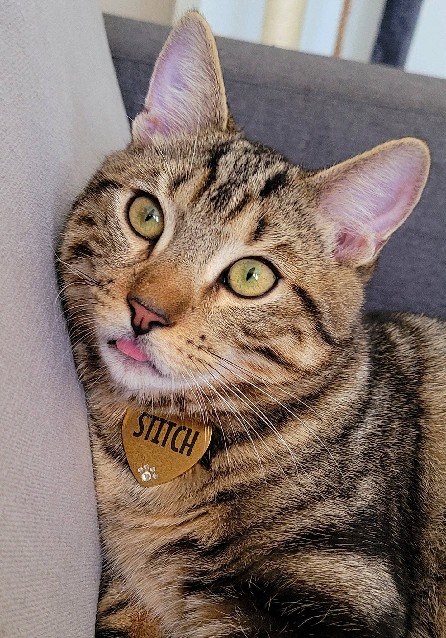 Stitch a rejoint le concours — aidez-le/la à gagner de superbes lots ! art, carnivore, cat, domestic_short_haired_cat, felidae, fur, grass, illustration, photo_caption, rectangle, small_to_medium_sized_cats, snout, terrestrial_animal, whiskers, wildlife, window