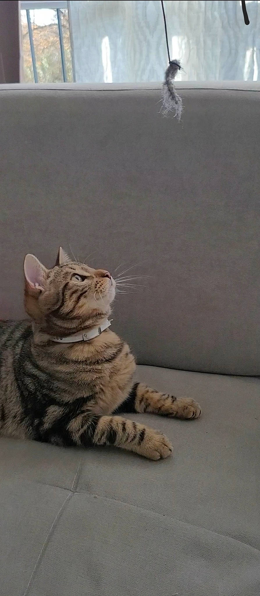 Stitch a rejoint le concours — aidez-le/la à gagner de superbes lots ! carnivore, cat, claw, domestic_short_haired_cat, fawn, felidae, flooring, foot, fur, paw, sitting, small_to_medium_sized_cats, snout, tail, terrestrial_animal, whiskers, wildlife, window, wood, wrinkle