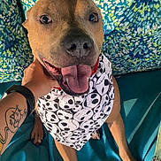 Hattori is registered to the contest to win money with this photo: dog, pet, bandana, skull_pattern, tongue_out, happy, smiling, paw, owner_hand, tattoo, wristwatch, couch, cushion, patterned_background, teal, indoor, sitting, close_up, canine, portrait