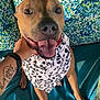 dog, pet, bandana, skull_pattern, tongue_out, happy, smiling, paw, owner_hand, tattoo, wristwatch, couch, cushion, patterned_background, teal, indoor, sitting, close_up, canine, portrait