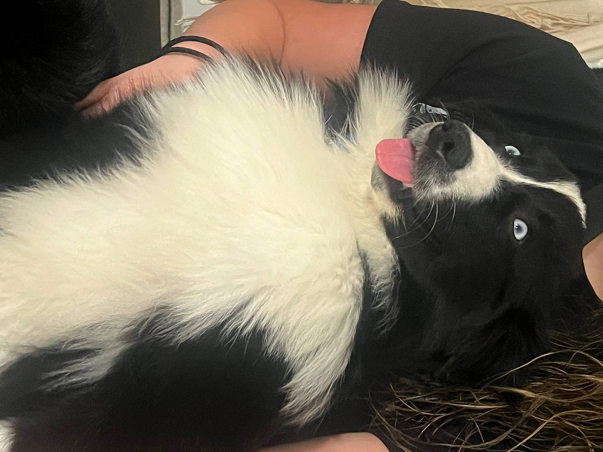 Tux is registered to the contest to win money with this photo: canidae, carmine, carnivore, claw, comfort, companion_dog, dog_breed, foot, fur, natural_material, paw, sporting_group, sunglasses, tail, terrestrial_animal, whiskers, working_animal