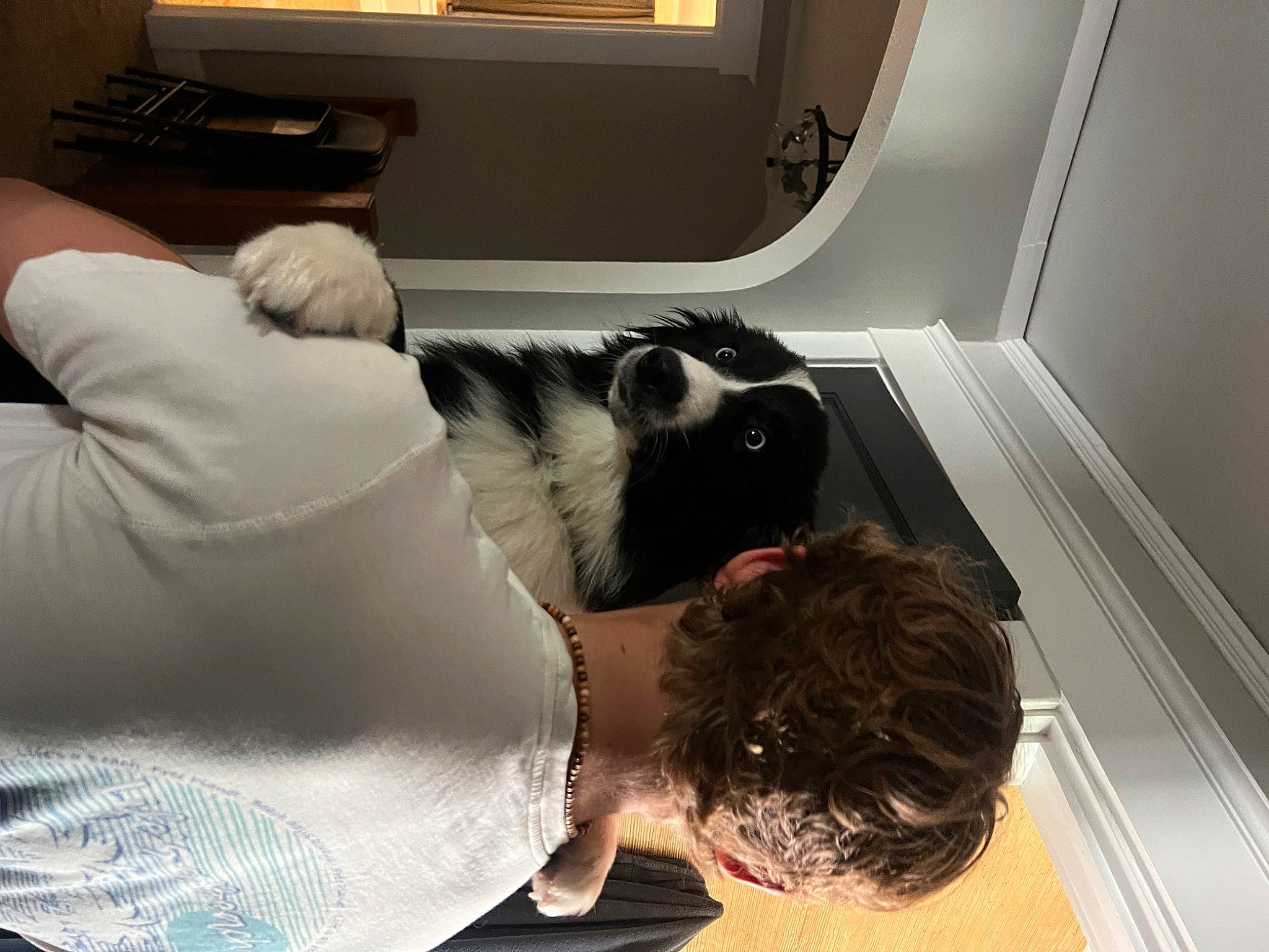 Tux joined the competition — help win amazing prizes! canidae, carnivore, comfort, companion_dog, couch, dog, dog_breed, eyewear, flooring, fur, linens, non_sporting_group, room, sitting, sporting_group, sunglasses, t_shirt, television, white, window