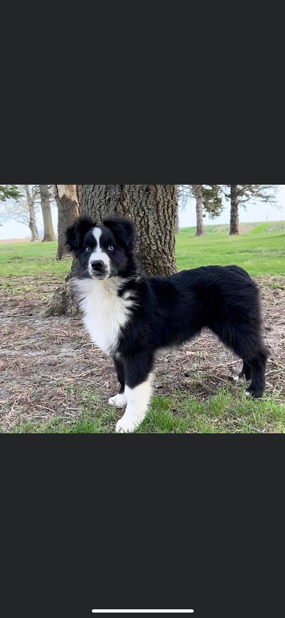 Tux is registered to the contest to win money with this photo: australian_collie, border_collie, canidae, carnivore, chair, companion_dog, dog, dog_breed, grass, gun_dog, herding_dog, mammal, plant, sporting_group, tail, terrestrial_animal, tree, working_animal, working_dog
