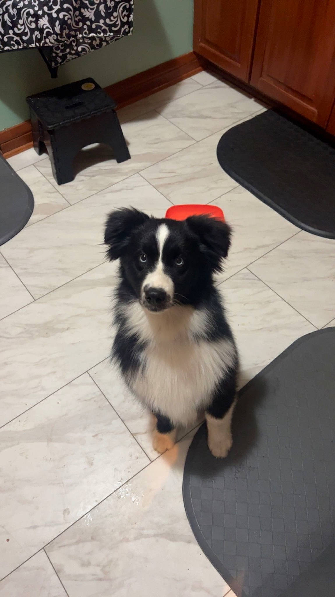 Tux joined the competition — help win amazing prizes! border_collie, cabinetry, companion_dog, dog, dog_breed, floor, flooring, fur, hardwood, herding_dog, laminate_flooring, phalene, tail, toy_dog, whiskers, wood, wood_flooring, wood_stain, working_animal, working_dog