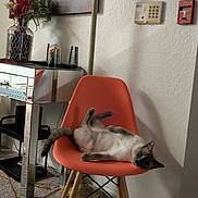 Sky joined the competition — help win amazing prizes! animal, carpet, cat, cozy, curious, furniture, home_decor, indoor, lamp, living_room, mirror, modern, orange_chair, pet, plant, relaxed, siamese_cat, table, vase, wall