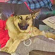 Wracker is registered to the contest to win money with this photo: dog, german_shepherd, hat, couch, person, red_clothing, gray_clothing, indoor, pet, animal, relaxed, flash_reflection, furniture, living_room, plaid_blanket, pillow, text_on_pillow, casual, seated, cozy