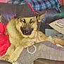 dog, german_shepherd, hat, couch, person, red_clothing, gray_clothing, indoor, pet, animal, relaxed, flash_reflection, furniture, living_room, plaid_blanket, pillow, text_on_pillow, casual, seated, cozy