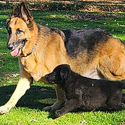 Wracker joined the competition — help win amazing prizes! animal, black_fur, canine, companion, dog, fence, german_shepherd, grass, leaf, mammal, outdoors, park, pet, playful, portrait, puppy, sunlight, trees, walking, yard