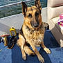 Wracker is registered to the contest to win money with this photo: attentive, blue_floor, boat, boat_railing, dog, dog_bowl, fur, german_shepherd, metal_bowl, outdoor, paws, pet, portrait, seat, sitting, sneakers, sunlight, towel, water, yellow_container