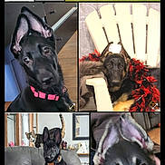 Pixie joined the competition — help win amazing prizes! album, black_dog, cat, chair, closeup, collar, dog, ears, feather_boa, gallery_screenshot, german_shepherd, grass, indoor, jumping, pets, phone_ui, portrait, puppy, running, search_icon