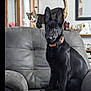 Pixie is registered to the contest to win money with this photo: black_dog, cat, collar, couch, curious, decor, dog, ears, furniture, home_interior, indoor, living_room, looking_at_camera, pet, portrait, shelf, sitting, soft_seating, tabby_cat, whiskers