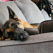 Mika joined the competition — help win amazing prizes! dog, german_shepherd, couch, sofa, cushion, pillow, living_room, pet, sleepy, ears, fur, nose, relaxed, indoor, home, upholstery, blanket, throw, portrait, closeup