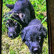 Cari is registered to the contest to win money with this photo: animal, black_puppy, close_up, cute, dog, eyes, fur, grass, lying_down, nature, outdoor, pet, phone_bezel, playful, portrait, puppy, sleeping, smartphone_screen, snout, two_puppies