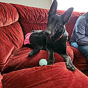 Cari is registered to the contest to win money with this photo: dog, german_shepherd, black_dog, diaper, pink_diaper, red_couch, velvet_couch, tennis_ball, indoor, living_room, person, blue_shirt, jeans, pet, animal, fur, paw, ears, looking, relaxed