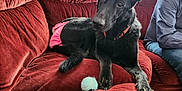 Cari is registered to the contest to win money with this photo: animal, black_dog, blue_shirt, diaper, dog, ears, fur, german_shepherd, indoor, jeans, living_room, looking, paw, person, pet, pink_diaper, red_couch, relaxed, tennis_ball, velvet_couch