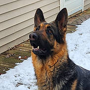 Sami joined the competition — help win amazing prizes! dog, german_shepherd, snow, outdoor, house_siding, wooden_deck, pet, canine, ears, fur, brown, black, portrait, sitting, attentive, teeth, nose, whiskers, winter, backyard
