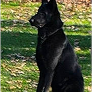 Hunter joined the competition — help win amazing prizes! animal, attentive, black_dog, collar, crop, dog, ears_up, grass, lawn, leaves, outdoor, park, pet, phone_ui, portrait, profile, shadow, sitting, smartphone_screenshot, thumbnail_strip