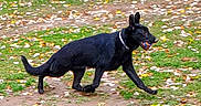 Hunter joined the competition — help win amazing prizes! autumn, ball, black_dog, canine, collar, daylight, dog, energetic, fallen_leaves, field, grass, midstride, motion_blur, mouth_holding_ball, outdoor, park, pet, playful, running, sprint