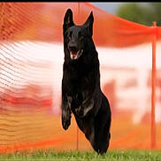 Hunter is registered to the contest to win money with this photo: dog, black_dog, mid_jump, action, agility, grass, orange_fabric, blurred_background, jump, energetic, ears_up, tongue, open_mouth, outdoor, pet, motion, athletic, silhouette, center_composition, canine