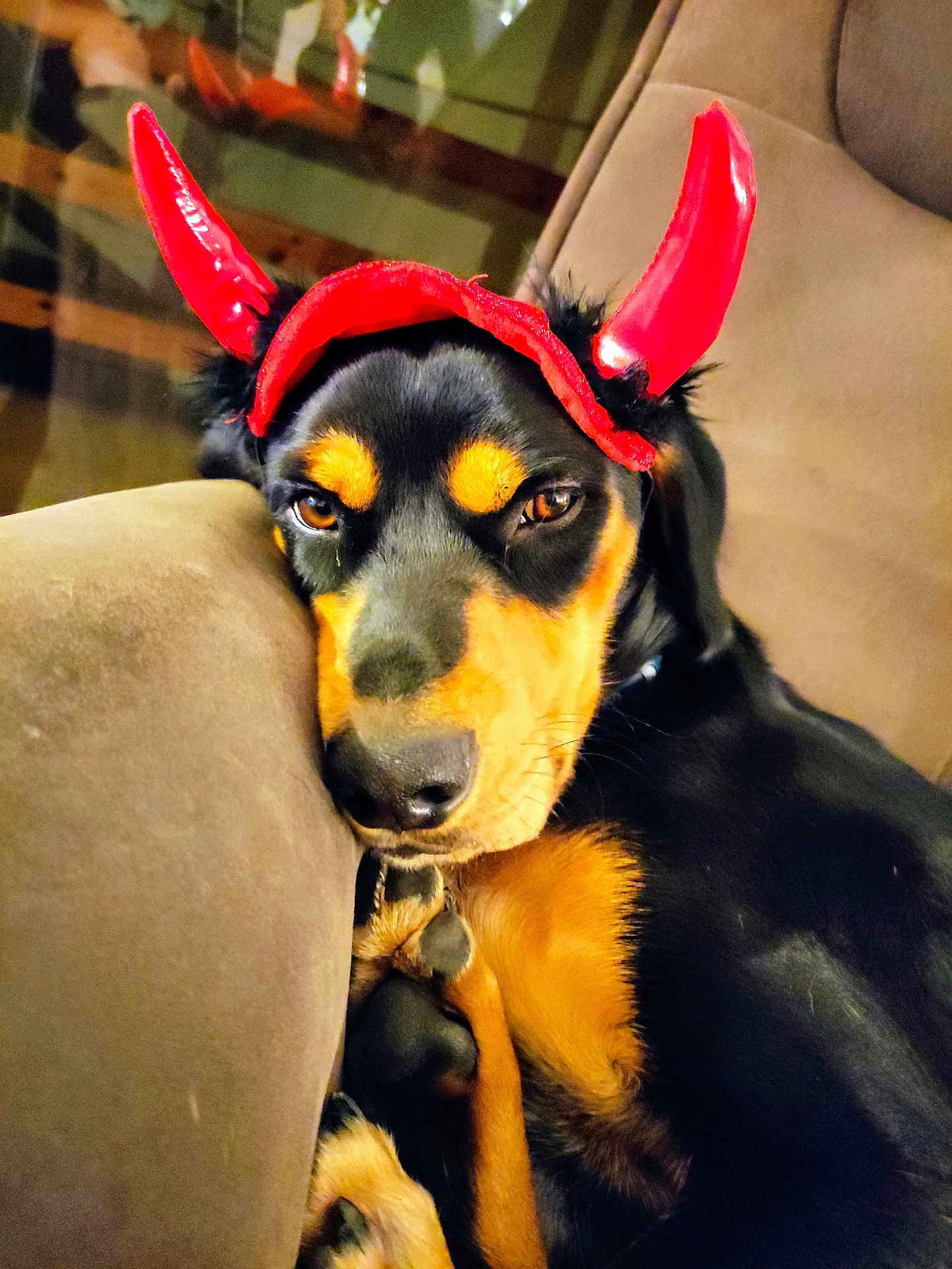 Raff a rejoint le concours — aidez-le/la à gagner de superbes lots ! dog, pet, indoor, couch, brown, black, red_horns, costume, lying_down, relaxed, animal, cute, close_up, face, fur, ears, paws, resting, expression, companion