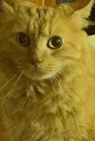 Fonzie joined the competition — help win amazing prizes! carnivore, cat, event, eye, fawn, felidae, fur, small_to_medium_sized_cats, snout, terrestrial_animal, whiskers, wildlife