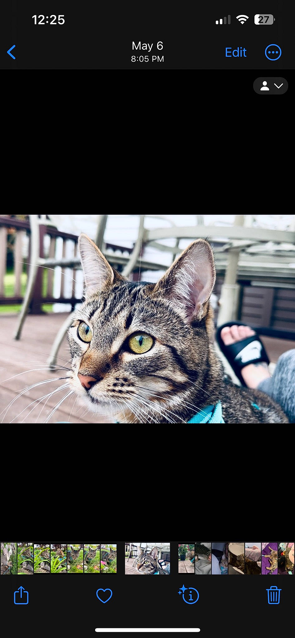 Luna is registered to the contest to win money with this photo: carnivore, cat, darkness, domestic_short_haired_cat, door, felidae, flash_photography, font, fur, metal, photo_caption, rectangle, sitting, small_to_medium_sized_cats, snout, square, whiskers, wildlife, window