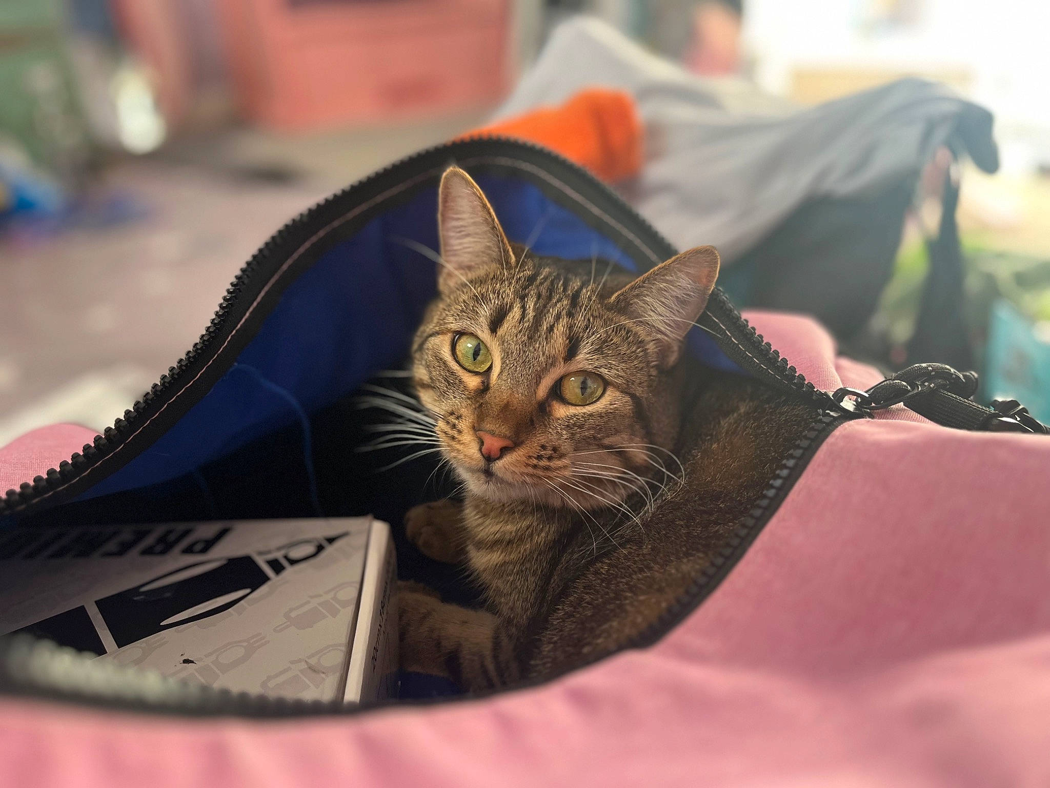 Luna is registered to the contest to win money with this photo: bag, baggage, carnivore, cat, chair, comfort, domestic_short_haired_cat, felidae, fur, grass, luggage_and_bags, motor_vehicle, paper_product, paw, personal_protective_equipment, sitting, small_to_medium_sized_cats, snout, tree, whiskers