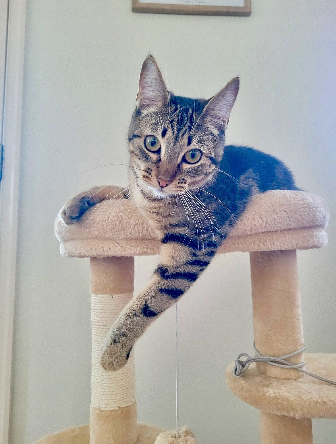 Luna joined the competition — help win amazing prizes! art, blue, carnivore, cat, cat_furniture, cat_supply, comfort, domestic_short_haired_cat, electric_blue, felidae, fur, grey, pattern, plaster, shelf, sitting, small_to_medium_sized_cats, snout, tail, whiskers