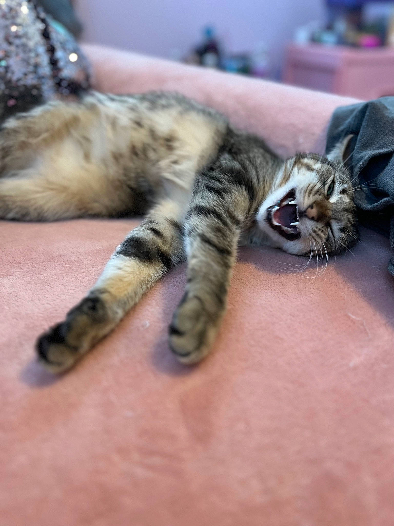 Luna joined the competition — help win amazing prizes! carnivore, cat, claw, close_up, comfort, domestic_short_haired_cat, felidae, fur, nail, nap, natural_material, pattern, paw, small_to_medium_sized_cats, snout, tail, terrestrial_animal, whiskers, wildlife, wood