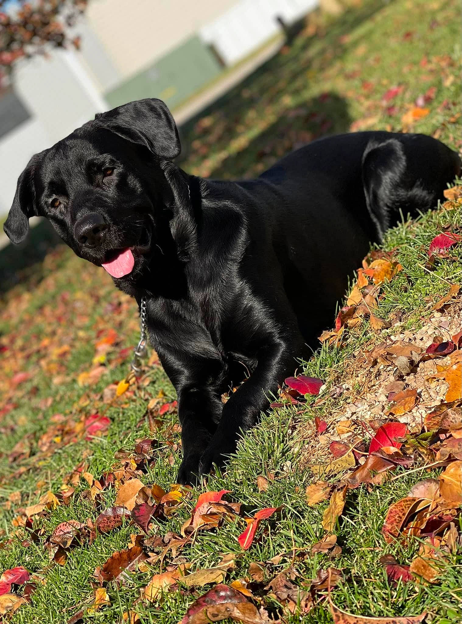 Enzo joined the competition — help win amazing prizes! borador, canidae, carnivore, collar, companion_dog, dog, dog_breed, dog_collar, fawn, grass, groundcover, guard_dog, gun_dog, liver, plant, snout, sporting_group, tail, terrestrial_animal, working_animal
