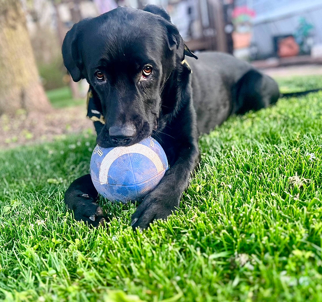 Enzo is registered to the contest to win money with this photo: ball, canidae, carnivore, companion_dog, dog, dog_breed, dog_collar, electric_blue, football, grass, gun_dog, lawn, people_in_nature, personal_protective_equipment, plant, snout, sporting_group, sports_toy, toy, working_animal
