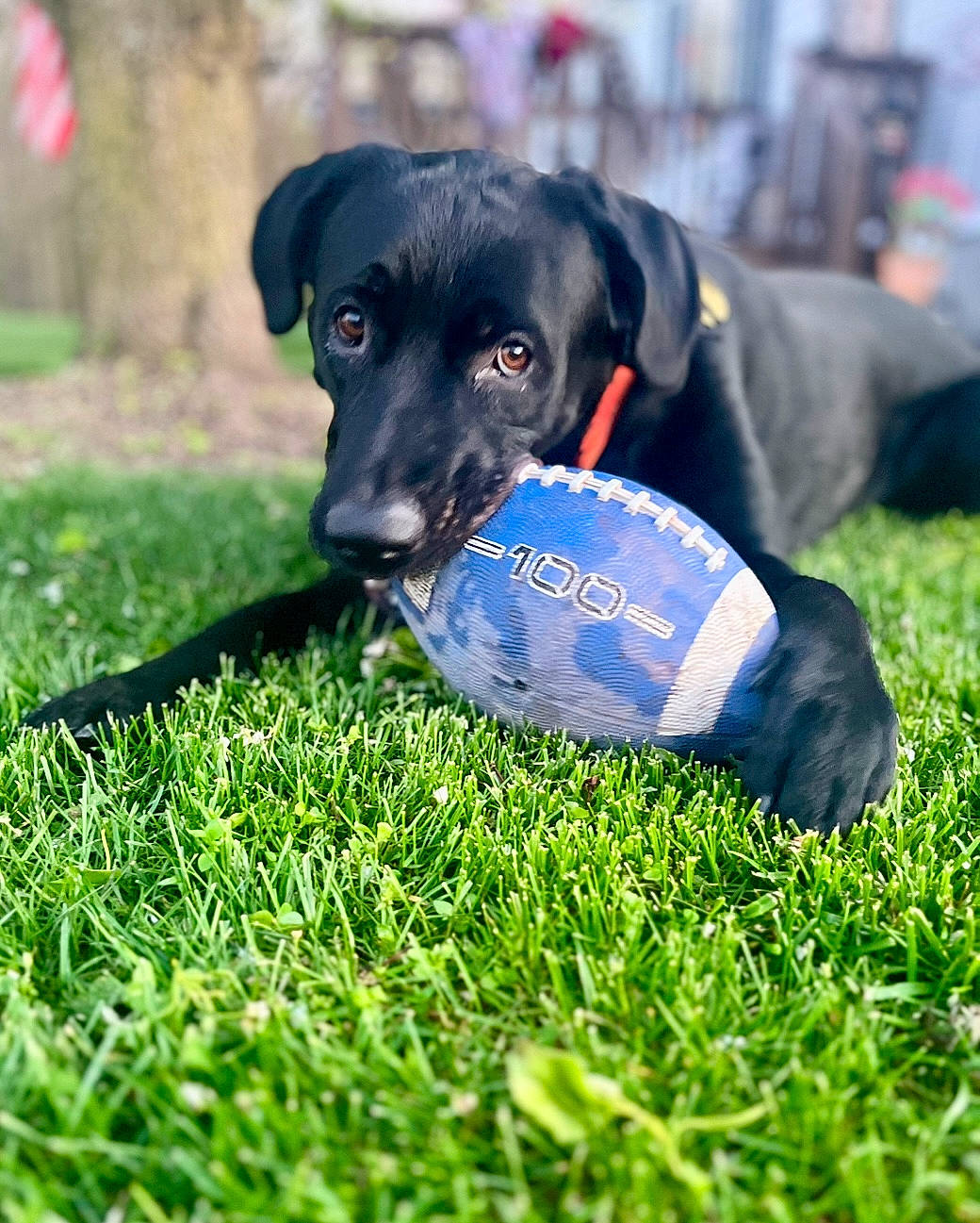 Enzo is registered to the contest to win money with this photo: borador, canidae, carnivore, collar, companion_dog, dog, dog_breed, dog_supply, electric_blue, grass, grassland, guard_dog, lawn, personal_protective_equipment, pet_supply, plant, snout, sporting_group, working_animal, working_dog