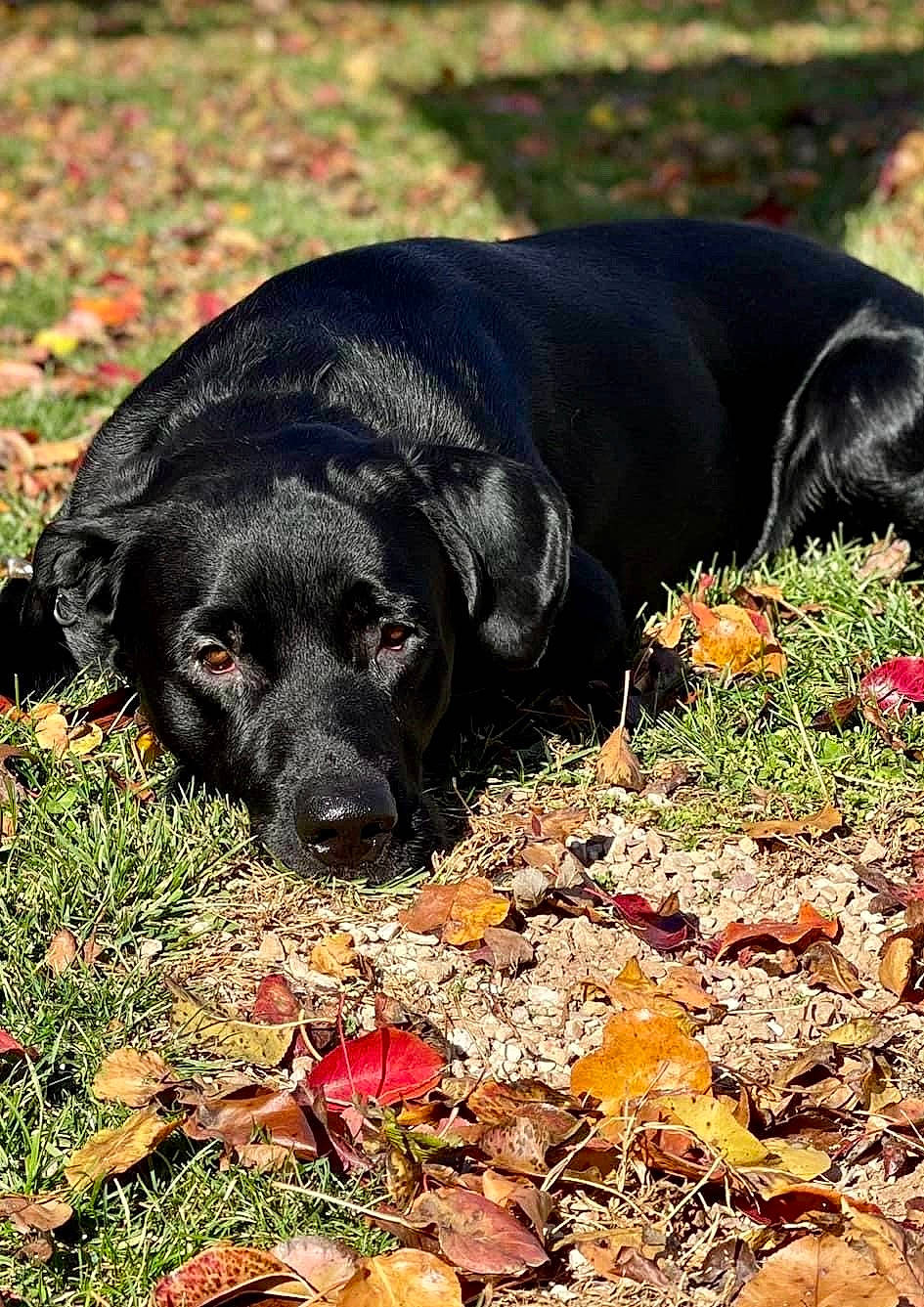 Enzo joined the competition — help win amazing prizes! borador, canidae, carnivore, companion_dog, dog, dog_breed, grass, groundcover, gun_dog, hunting_dog, labrador_retriever, plant, retriever, rock, soil, sporting_group, tail, terrestrial_animal, tree, working_animal