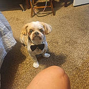 Mojo joined the competition — help win amazing prizes! dog, bow_tie, carpet, wooden_chair, bag, indoor, floor, person, knee, shoe, looking_up, small_dog, pet, furniture, home, brown, white, sitting, accessory, cute