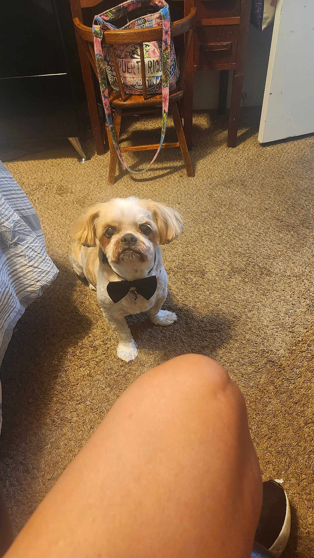 Mojo joined the competition — help win amazing prizes! dog, bow_tie, carpet, wooden_chair, bag, indoor, floor, person, knee, shoe, looking_up, small_dog, pet, furniture, home, brown, white, sitting, accessory, cute