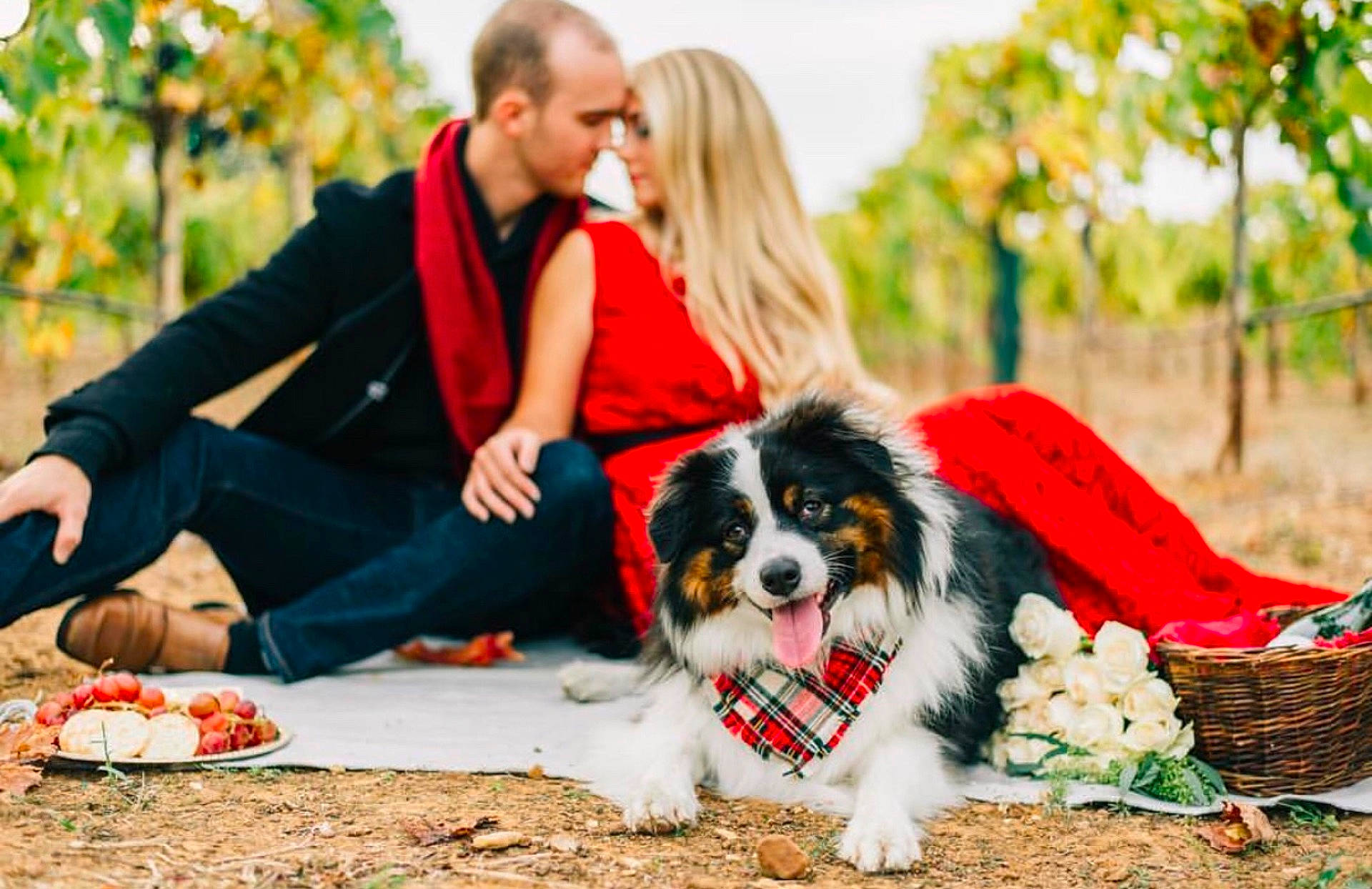 Blakely joined the competition — help win amazing prizes! companion_dog, dog, dog_breed, person