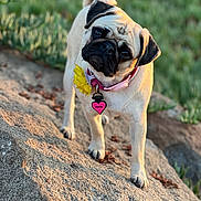 Hattie joined the competition — help win amazing prizes! dog, pug, pet, outdoor, rock, collar, flower, sunlight, head_tilt, closeup, animal, cute, nature, grass, portrait, canine, tag, fur, mammal, curious