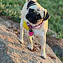 dog, pug, pet, outdoor, rock, collar, flower, sunlight, head_tilt, closeup, animal, cute, nature, grass, portrait, canine, tag, fur, mammal, curious