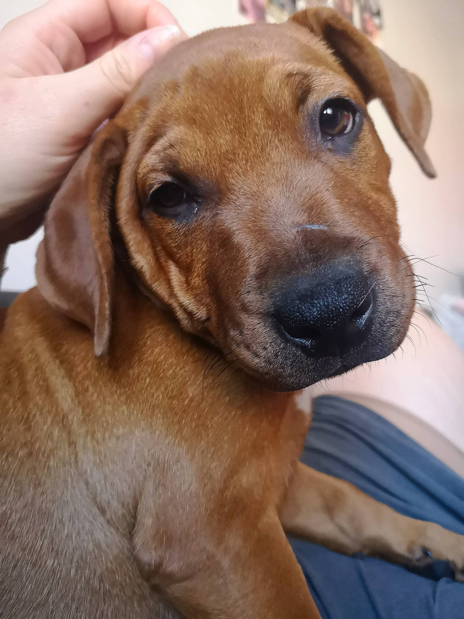 Panzer a rejoint le concours — aidez-le/la à gagner de superbes lots ! beagador, black_mouth_cur, broholmer, canidae, carnivore, companion_dog, dog, dog_breed, ear, fawn, hound, mammal, mountain_cur, nose, potcake_dog, rare_breed_dog, rhodesian_ridgeback, snout, vertebrate, whiskers